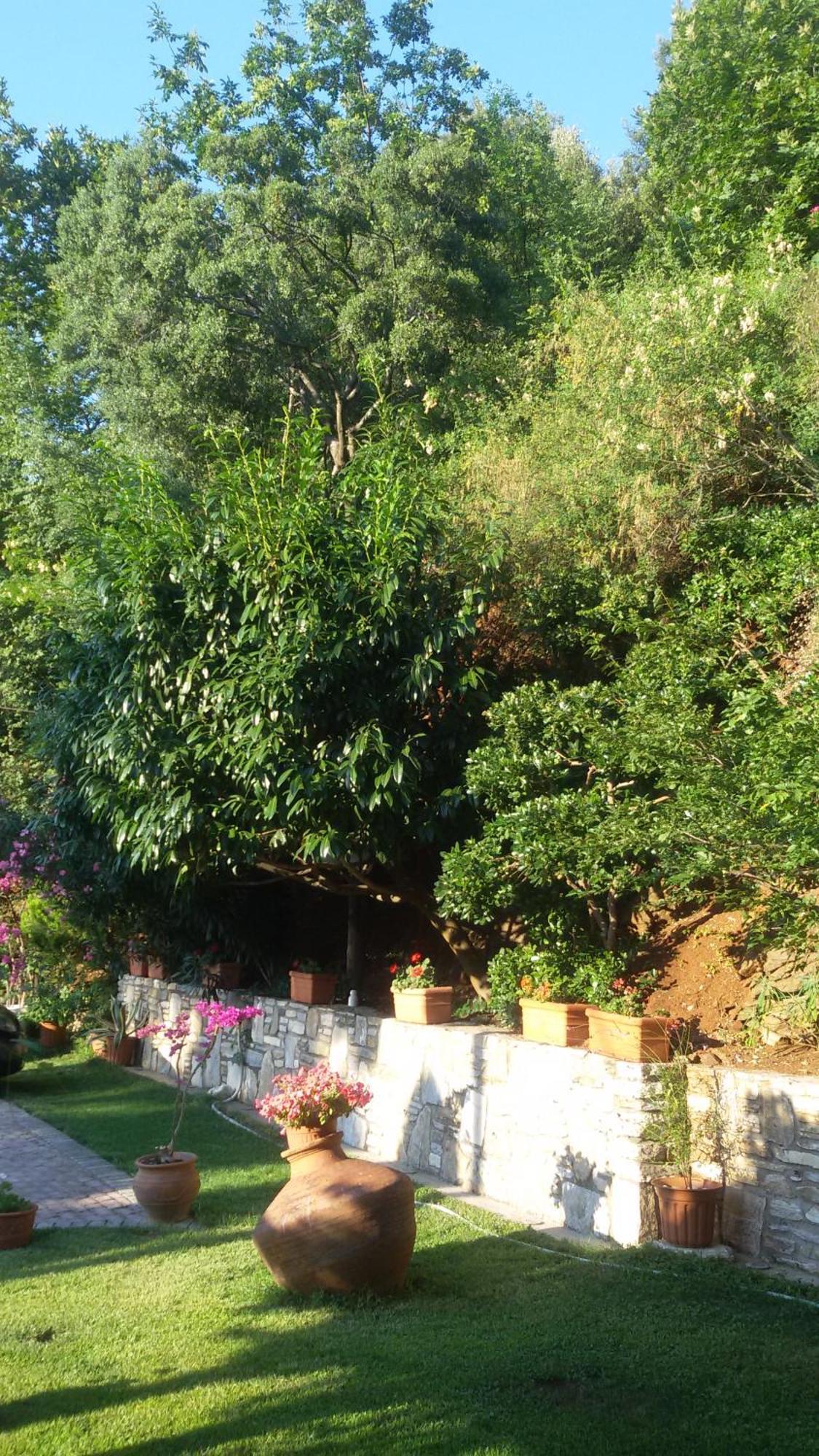 Villa Dimitra Σκάλα Ποταμιάς Εξωτερικό φωτογραφία